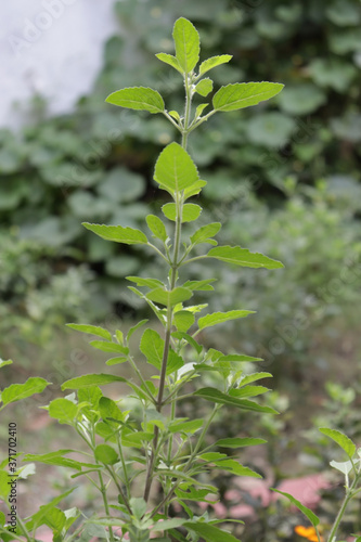 Basil flower  stalk and leaves image