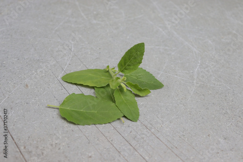 Basil flower, stalk and leaves image photo