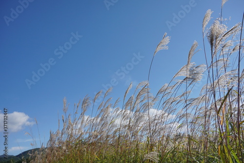 Japanese Pampas Grass(Susuki grass) blown by the wind