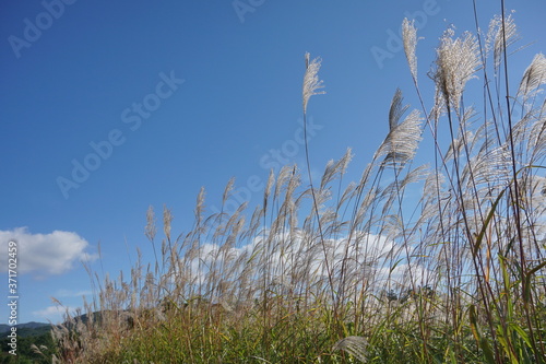 Japanese Pampas Grass Susuki grass  blown by the wind