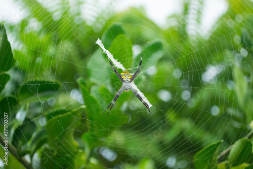 spider on the web