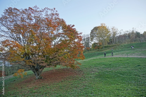 Autumn color tree called KAEDE, in the beautiful green field of Japan