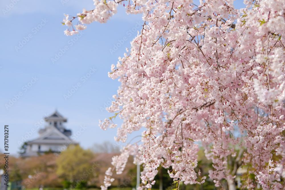 しだれ桜