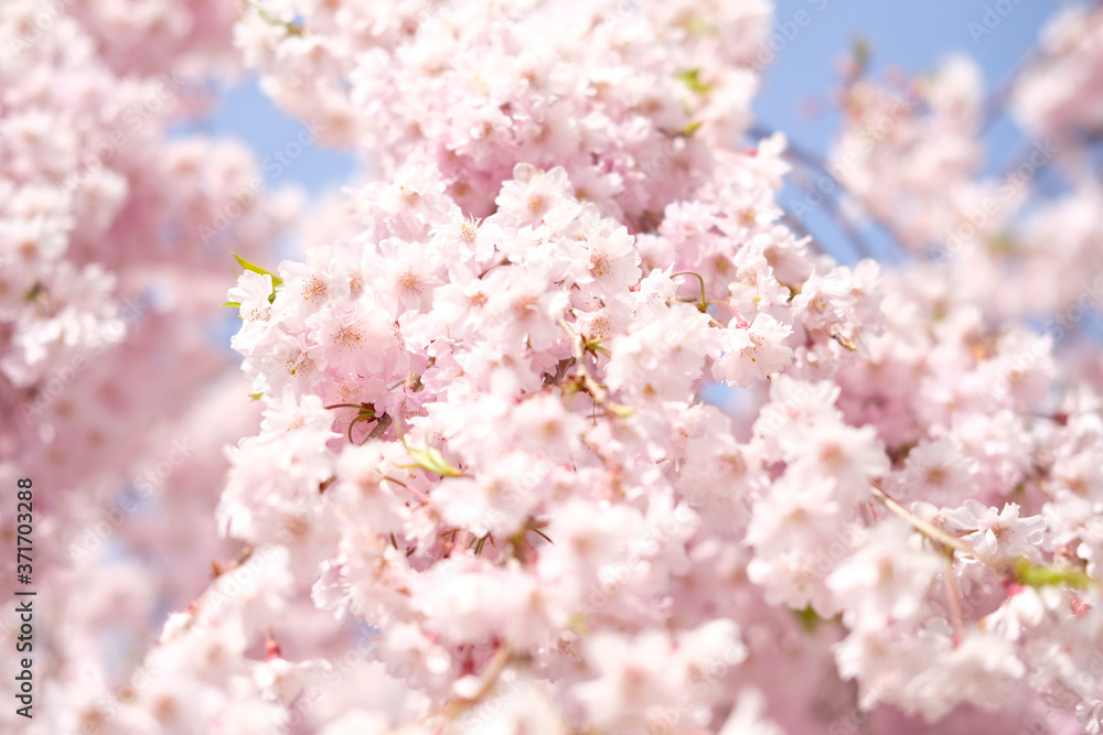 しだれ桜 しだれ桜