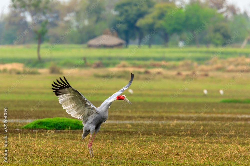 Fototapeta premium Wings spread of a Sarus Crain