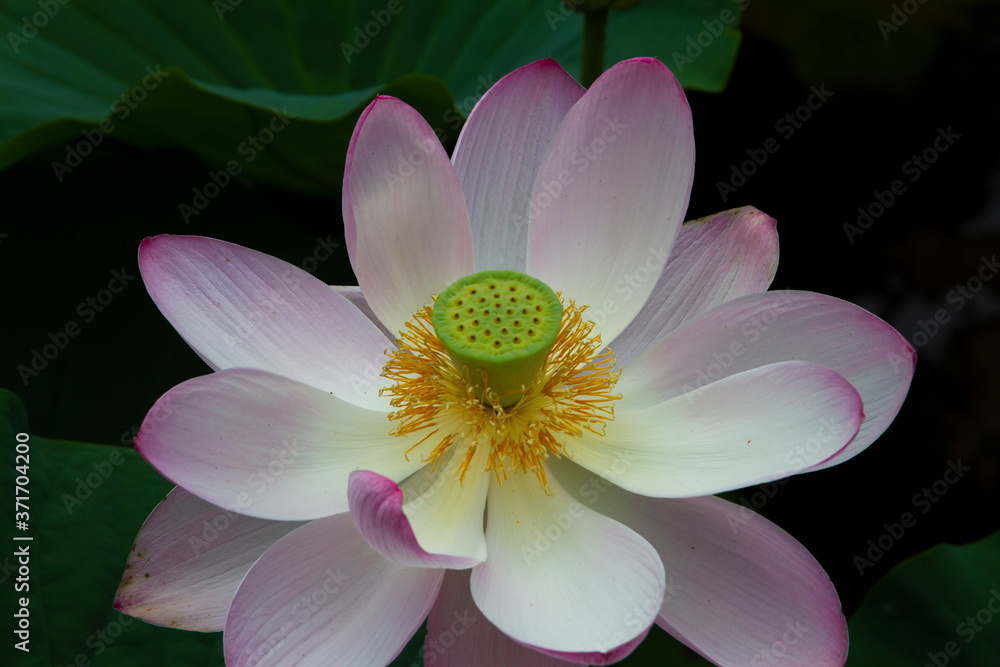 White lotus flower Nelumbo nucifera close up in summer