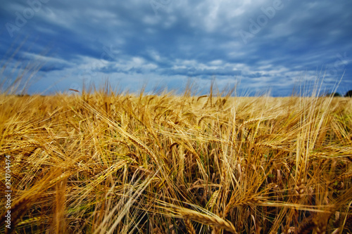 A large field of ripe wheat against the background of the stormy sky.