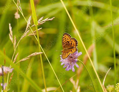 Dostojka latonia, motyl na kwiatach polnych photo