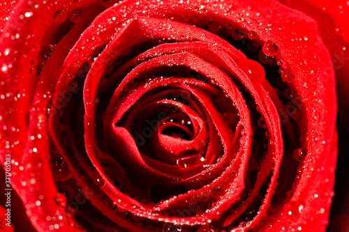 Detailed macro closeup texture of a red rose