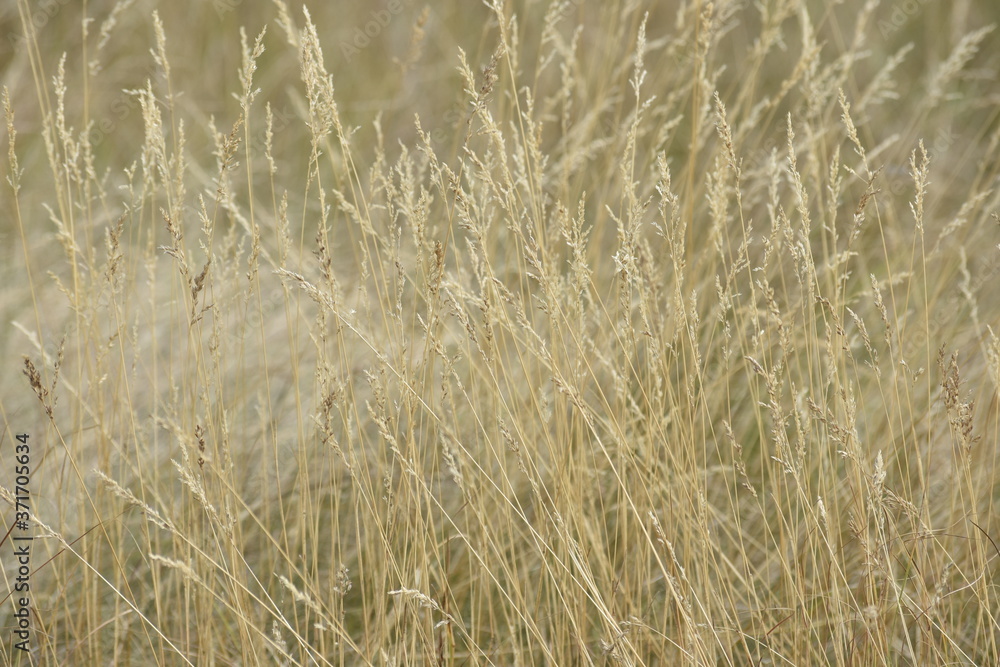 dry grass dry grass