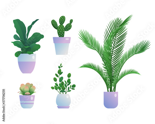 Houseplants in flowerpots set. Indoor tropical plants for home or office interior decoration, urban jungles botanical design flat vector illustration isolated on white background