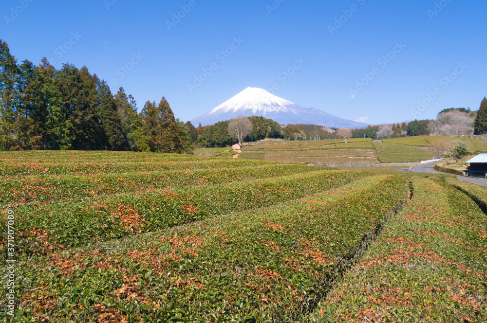 Fototapeta premium 茶畑と富士山