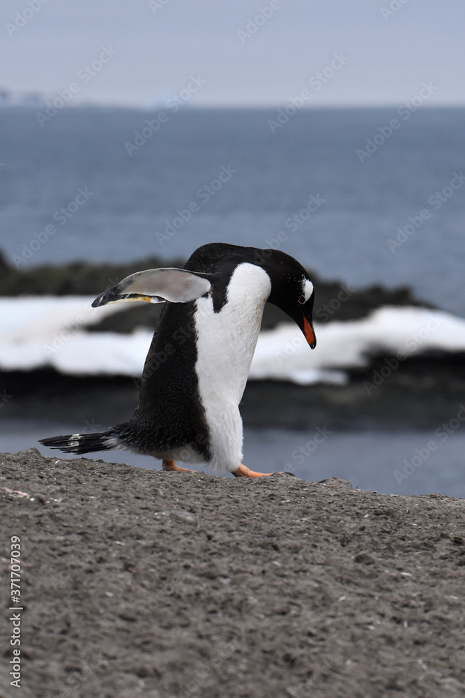 Obraz premium Gentoo penguin in Barrientos Island, Antarctica