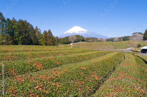 茶畑と富士山 © kazu8