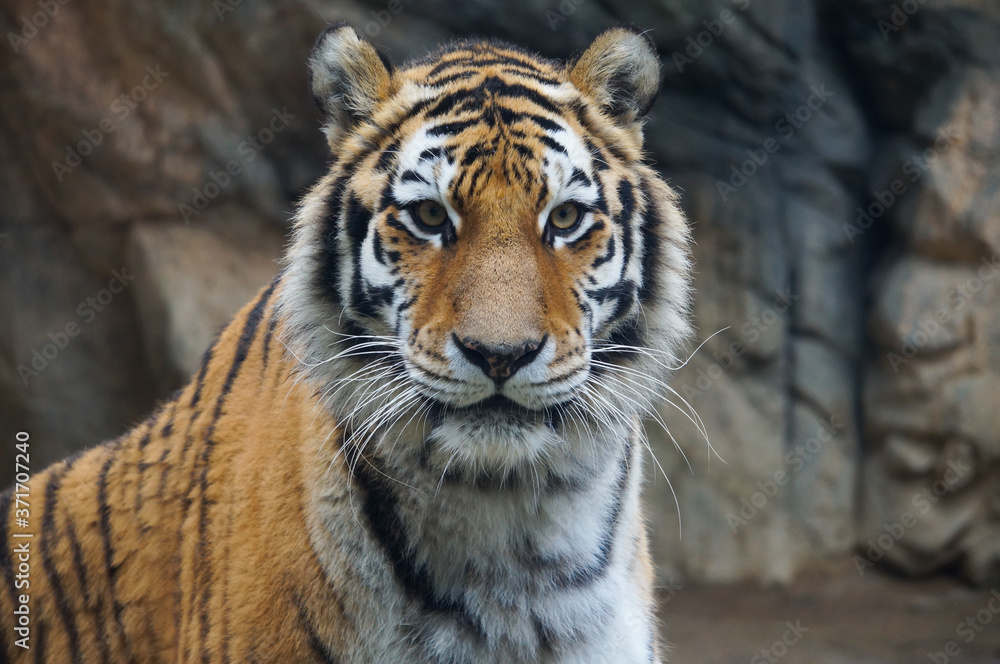 Fototapeta premium トラ