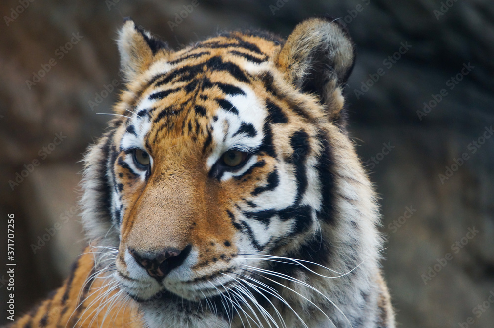 Fototapeta premium トラ