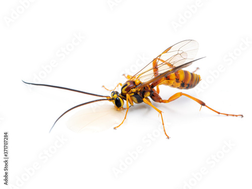 P1010044 ichneumonid parasitoid wasp, Banchus sp., drinking honey. Delta, British Columbia, Canada cECP 2020 photo