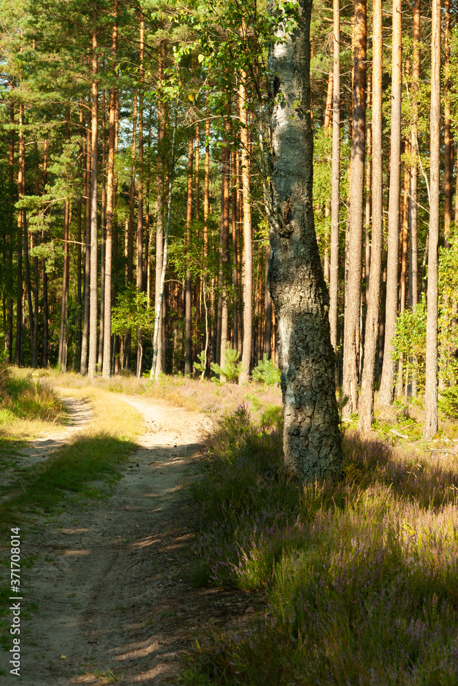 a landscape inside the forest, morning sunny day, sandy road in the middle a landscape inside the forest, morning sunny day, sandy road in the middle