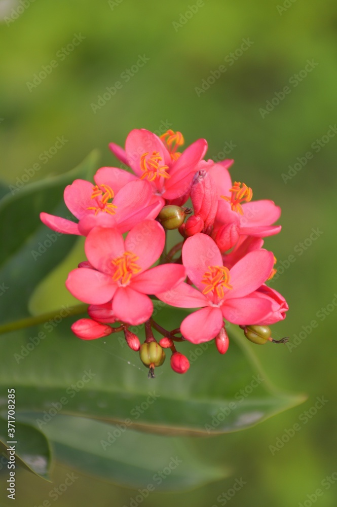 Jatropha integerrima flower in nature garden Jatropha integerrima flower in nature garden