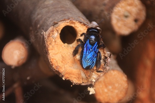 abeille charpentière sur son bout de bois