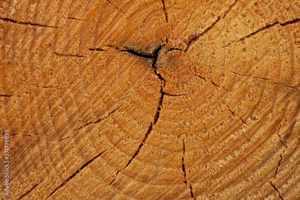 Fototapeta premium close-up of the structure of a cut pine trunk, clear annual increments
