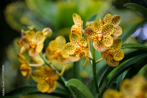 Close up of beautiful Orchid flower nature on dark background