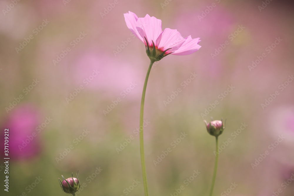close up picture of Beautiful Pink Cosmos flower in the garden close up picture of Beautiful Pink Cosmos flower in the garden