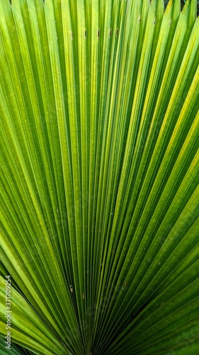 Close up leaves fiji fan palm with natural abstact texture. suitable for natural background