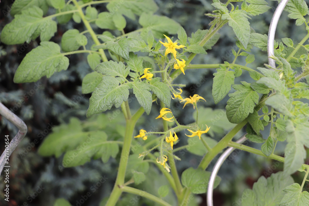 A tomato plant is blooming in the vegetable garden. Close up. A tomato plant is blooming in the vegetable garden. Close up.