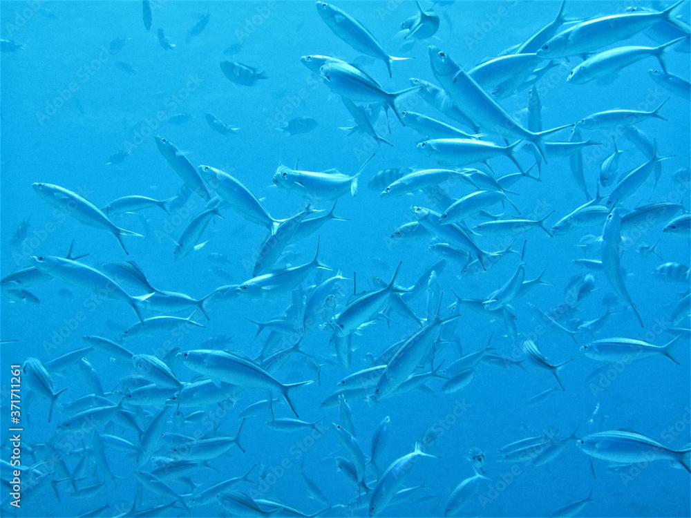 Sardine School Sardine School