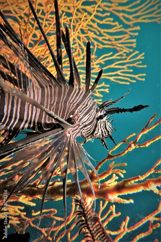 Lion Fish