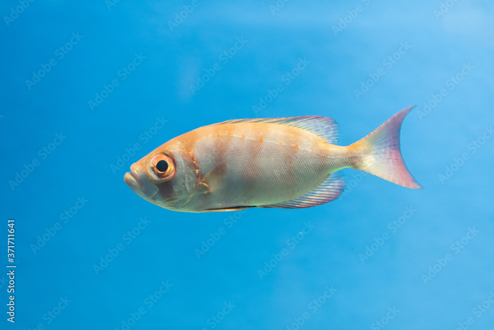 Naklejka premium 水族館の魚