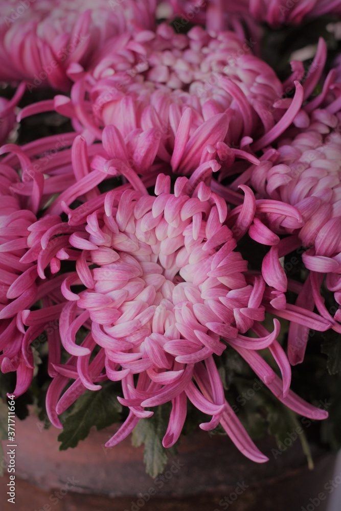 赤菊 赤菊