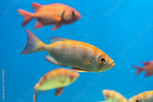 Fototapeta Naklejka Na Ścianę i Meble -  水族館の魚