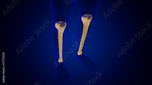 Human skeleton anatomy Tibia Bone 3D Rendering