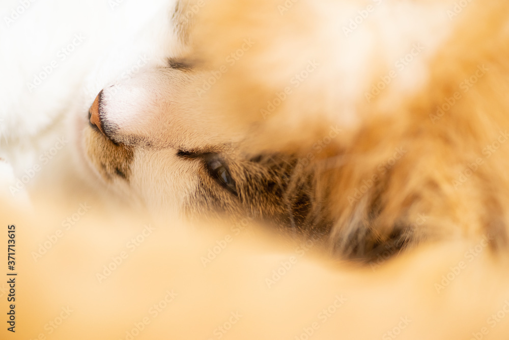 可愛い寝顔 キジトラ猫 可愛い寝顔 キジトラ猫