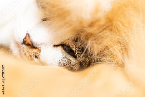 可愛い寝顔 キジトラ猫