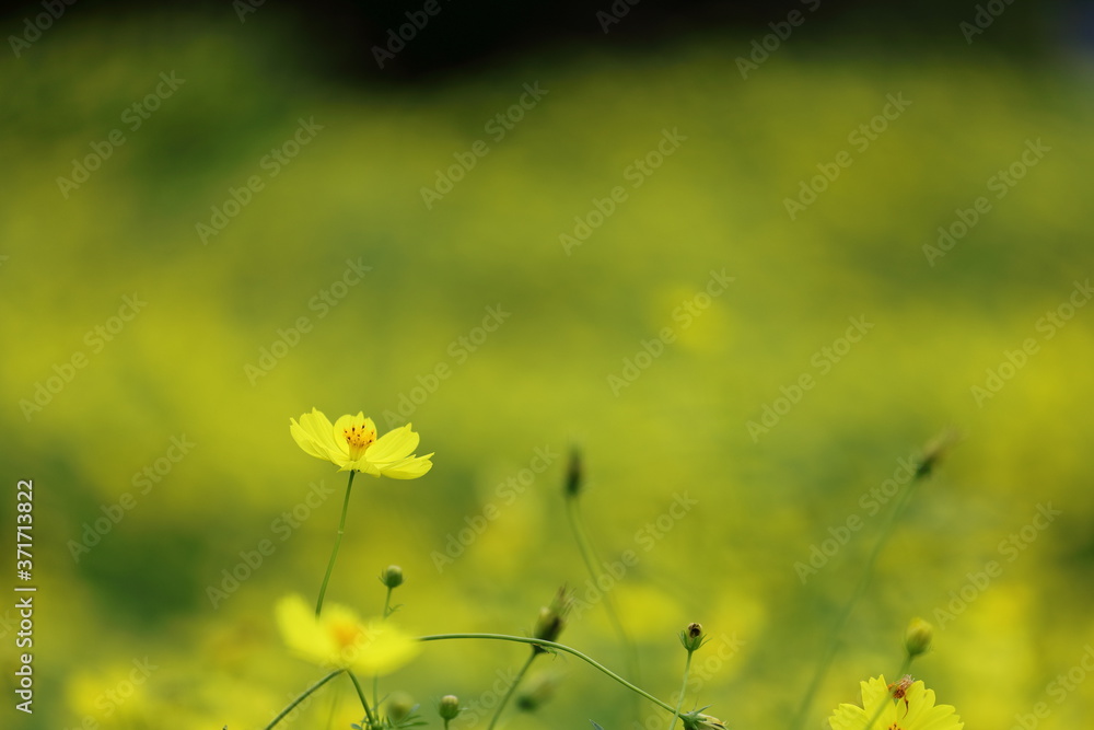 Obraz premium キバナコスモス