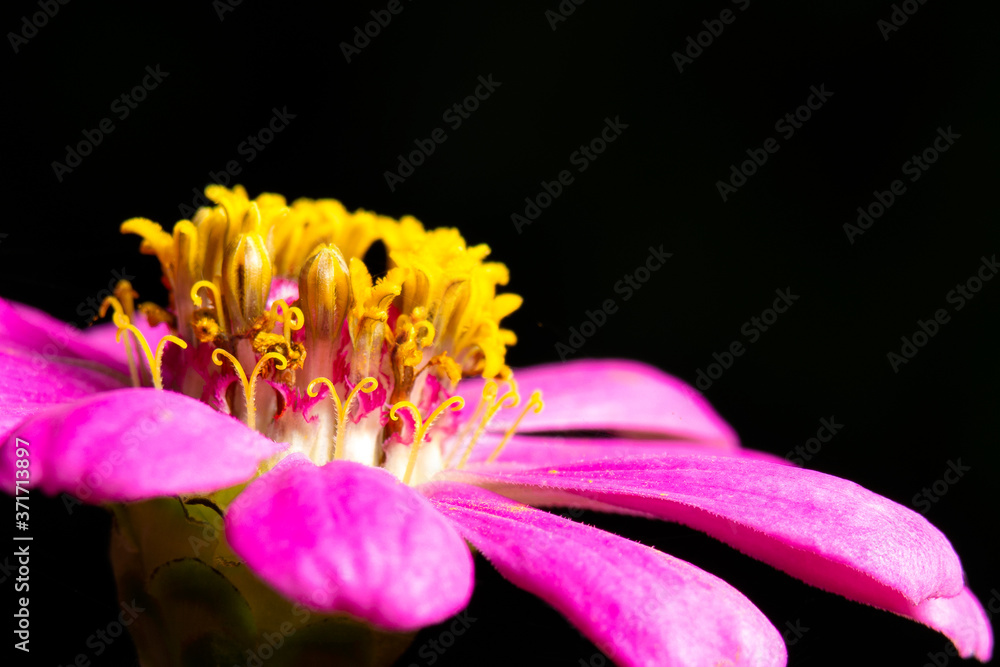 Closeup pollen pink Zinnia with black background. Macro shot flower yellow pollen with pink petal. Closeup pollen pink Zinnia with black background. Macro shot flower yellow pollen with pink petal.