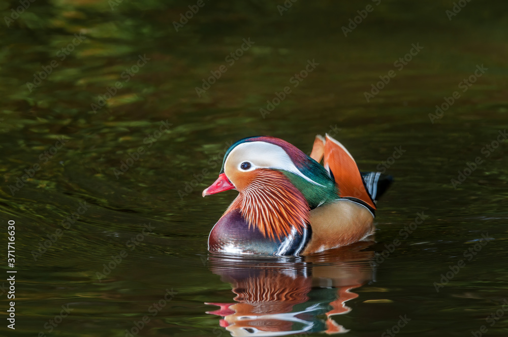 Drake of Mandarin Duck (Aix galericulata) in Los Angeles County arboretum, Los Angeles, California, USA Drake of Mandarin Duck (Aix galericulata) in Los Angeles County arboretum, Los Angeles, California, USA