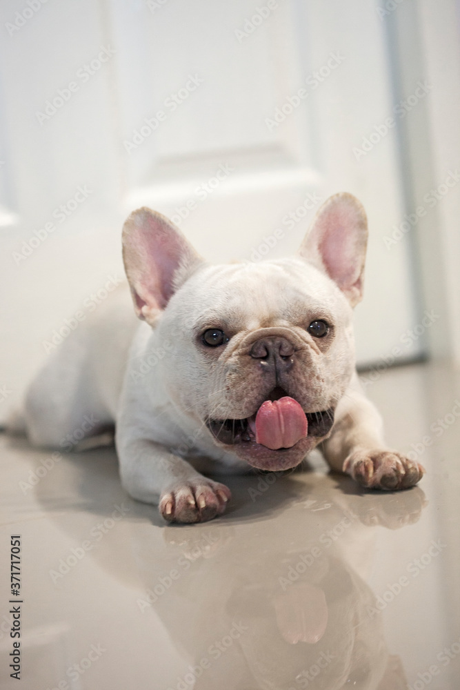 Cute french bulldog puppy nap stay at home