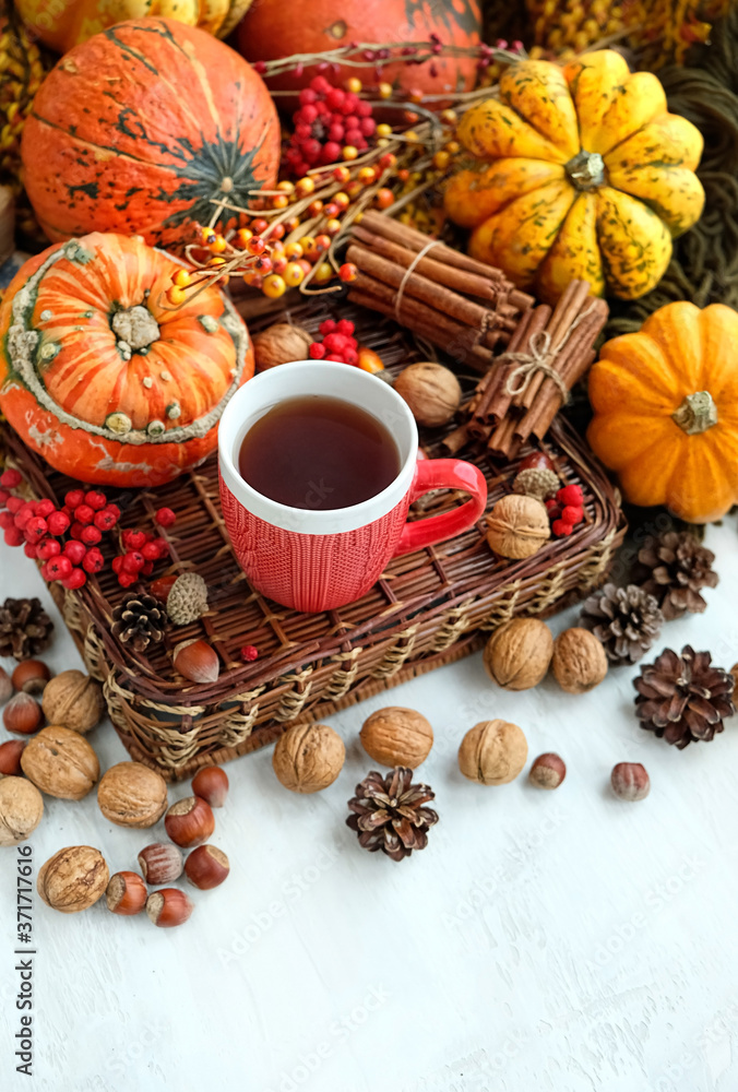 cup of tea, pumpkins, nuts, cones. autumn season background. Thanksgiving, fall harvest concept