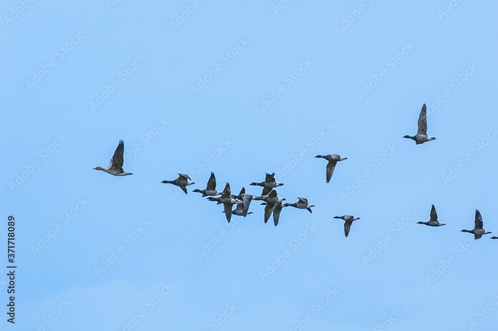 Migrating Brent (Branta bernicla) and Greater White-fronted Geese (Anser albifrons) in Barents Sea coastal area, Russia Migrating Brent (Branta bernicla) and Greater White-fronted Geese (Anser albifrons) in Barents Sea coastal area, Russia