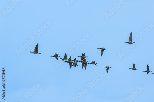 Migrating Brent (Branta bernicla) and Greater White-fronted Geese (Anser albifrons) in Barents Sea coastal area, Russia
