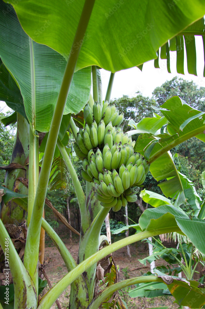 Obraz premium Banana plantation with Green young bananas. Wallpaper, backdrop and postcard.