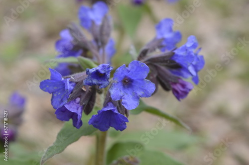 bells flowers