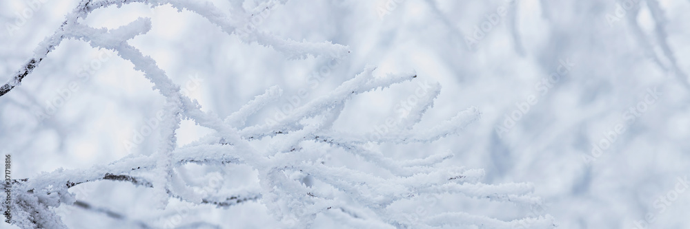 Snow and rime ice on the branches of bushes. Beautiful winter background with trees covered with hoarfrost. Plants in the park are covered with hoar frost. Cold snowy weather. Cool frosting texture. Snow and rime ice on the branches of bushes. Beautiful winter background with trees covered with hoarfrost. Plants in the park are covered with hoar frost. Cold snowy weather. Cool frosting texture.
