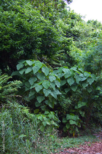 Power lines run through the green jungle. The connection between nature and technology. Green asian jungle. Season summer flora.