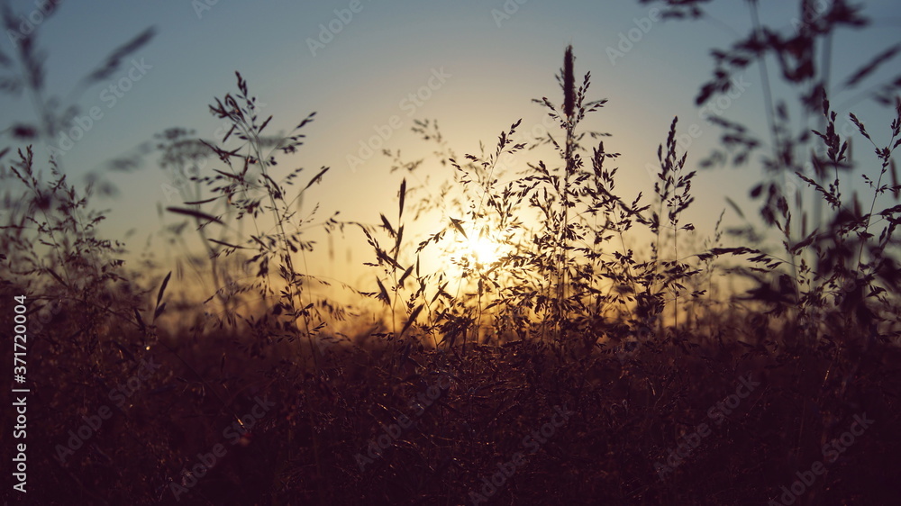 Obraz premium the setting sun on the background of silhouettes of spikelets of grass