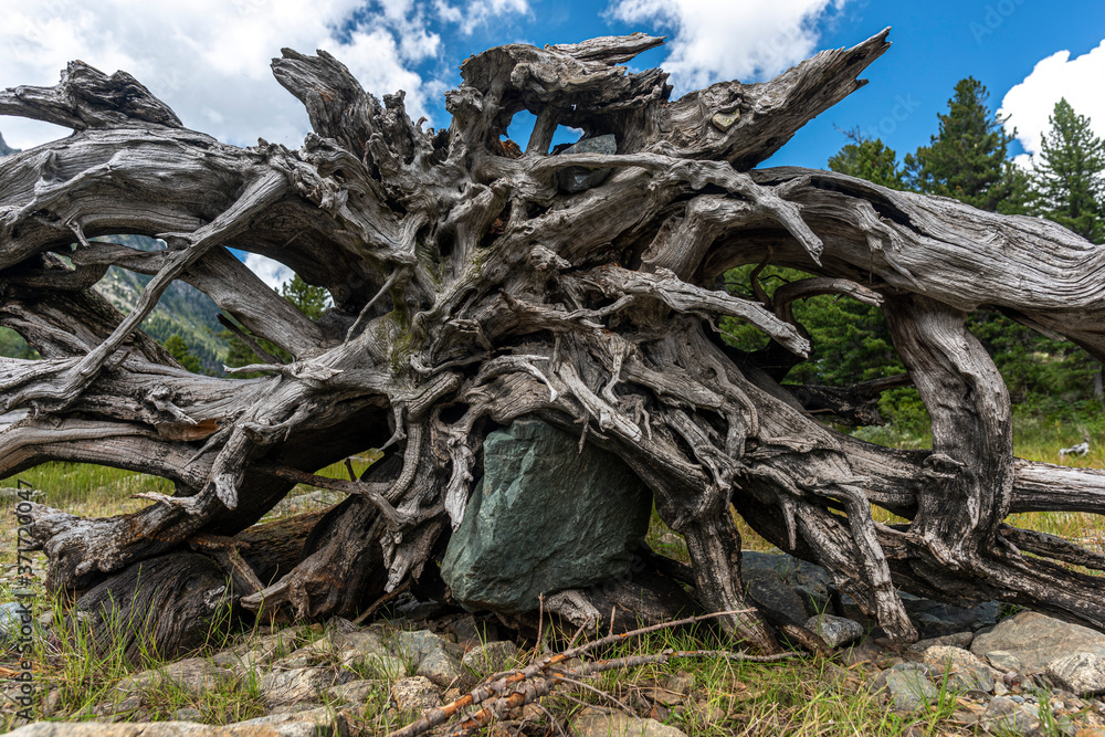 Big dry dead tree root Big dry dead tree root